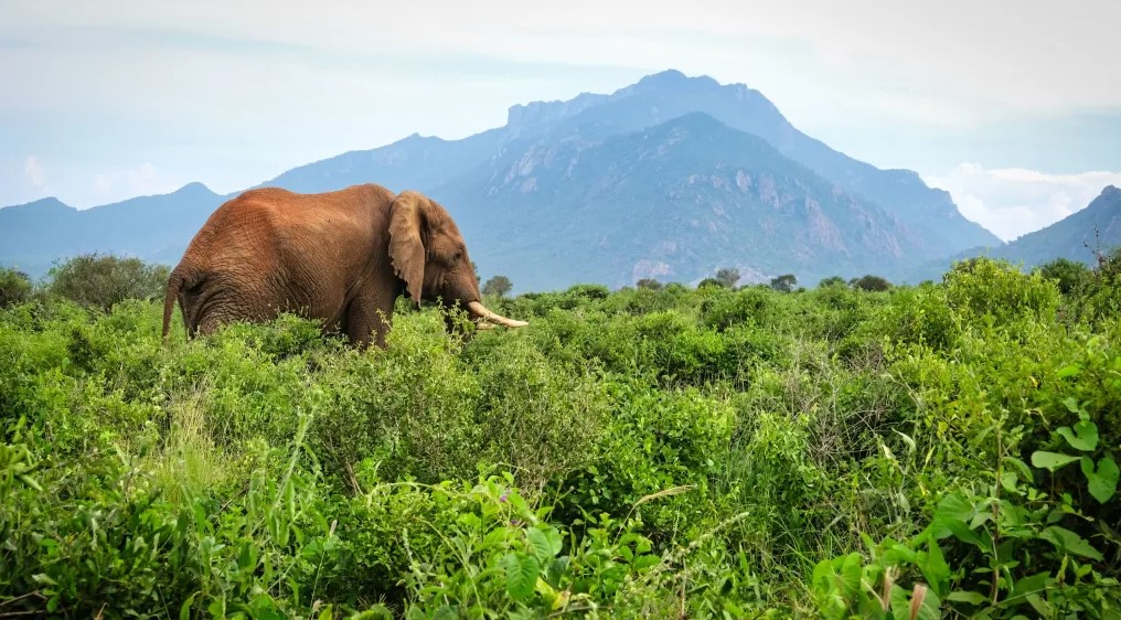 Tsavo, Kenya